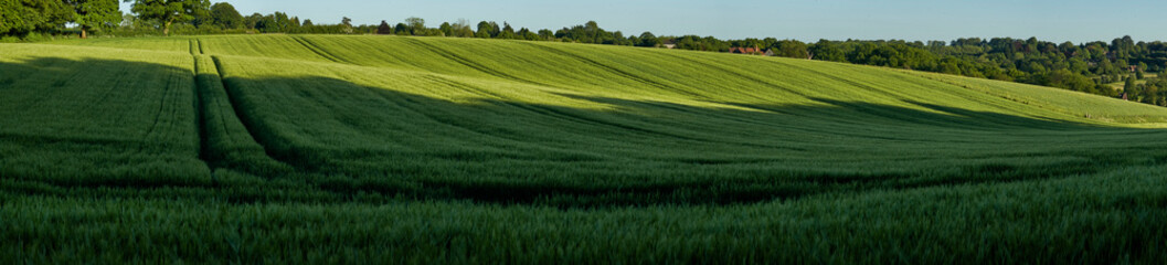Obraz premium Wheat Field