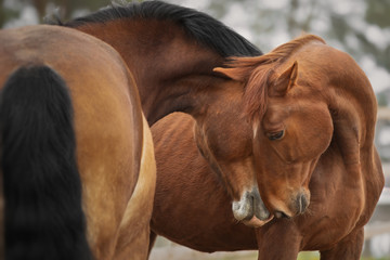 Horse love and friendship