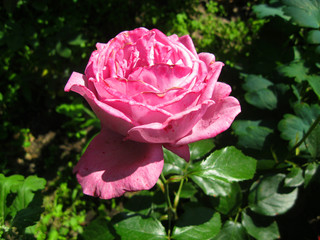 beautiful pink rose in a greenhouse