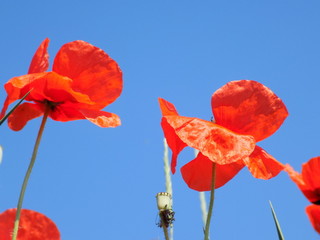 Beautiful Poppy Flowers with Amazing Blue Sky Background