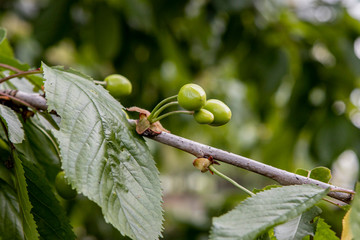 green cherry fruit closeup on a branch in the garden