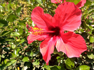 Beautiful tropical huge wild red flower during sunny day - hibiscus rosa