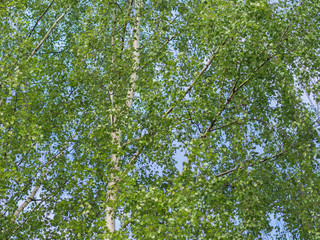 The Branches Of A Birch Tree with green foliage against the blue sky.