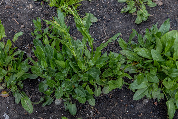 young sorrel growing in the home garden. Farming vegetables and herbs