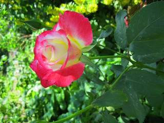 perfume rose among green leaves