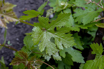 the young leaves of grapes closeup. nice home garden
