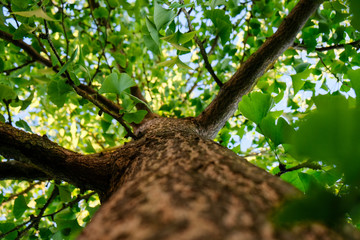 Ginko Baum 