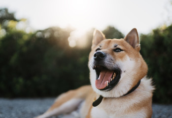 emotions surpraise dog close up rest on background  sun flare green landscape, chilling shiba inu leisure on park, pet relaxing on nature, animal relax trip, mockup copy space