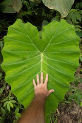 Comparing my hand on a huge heart-shaped leaf of the Colocasia esculenta species, it grows on the...