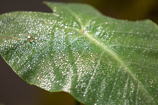 Dew drops on a leaf of the species Colocasia esculenta, grows on the way to the famous Sewu Falls.