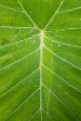 A huge heart-shaped leaf of the species Colocasia esculenta grows on the way to the famous Sewu...