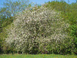 Blooming apple tree in the meadow on a sunny day.
