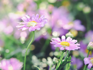 Fototapeta premium little pink flower in close up with raindrop in green background for space