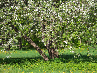 Blooming apple tree in the meadow on a sunny day.