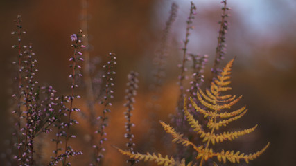Fougères et bruyères se mêlent dans un mélange de couleurs automnales harmonieuses