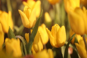 Tulips in close up with water drop