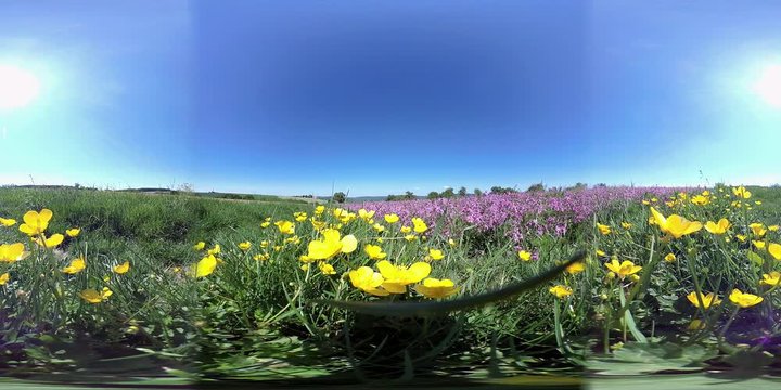 360VR, Feld mit bl&uuml;henden Kuckucks-Lichtnelken, Silene flos-cuculi, Samenerzeugung, Naturschutz, Landwirtschaft, VR360