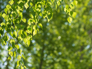 Fototapeta na wymiar Birch leaves in spring close-up.