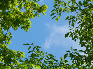 Blue sky through green foliage, view from below.