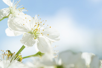 Obraz premium Close-up of white flowers on a blooming cherry tree against a blue sky.