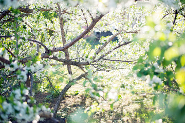 Flowering plum branches on a spring day.