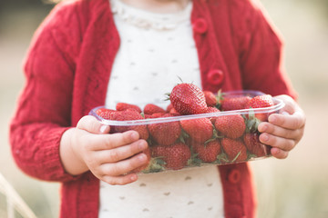 Little child wearing knitted red sweater holding plastic box full of fresh ripe strawberry closeup. Selective focus. Summer harvesting time. Childhood.