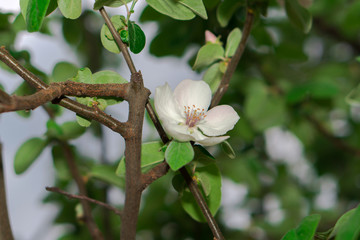 Quince tree branches during flowering