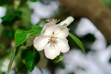 Quince tree branches during flowering