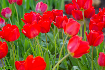 Group of colorful tulip. colorful background