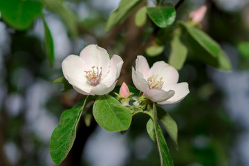 Quince tree branches during flowering