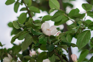 Quince tree branches during flowering