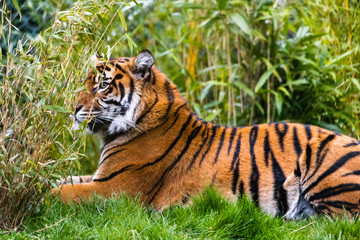 Fototapeta na wymiar tiger in the grass