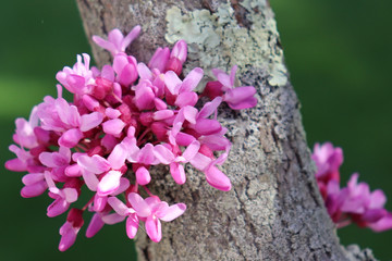 Closeup of cluster of small pink flowers on major branch of blooming redbud tree