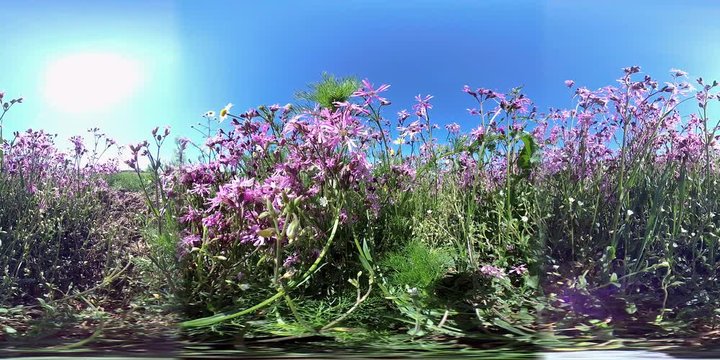 360VR, Feld mit bl&uuml;henden Kuckucks-Lichtnelken, Silene flos-cuculi, Samenerzeugung, Naturschutz, Landwirtschaft, VR360