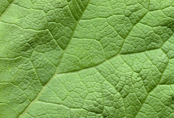 Naklejka na ściany i meble Leaf texture pattern ,texture of green leaves