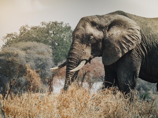 Portrait éléphant safari Tanzanie
