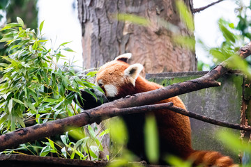 red panda in tree