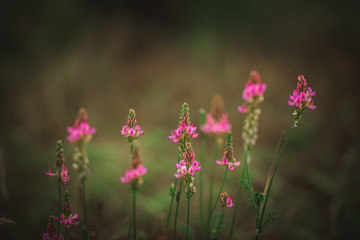 Obraz premium pink flowers in the garden