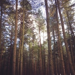 Cannock Chase forest