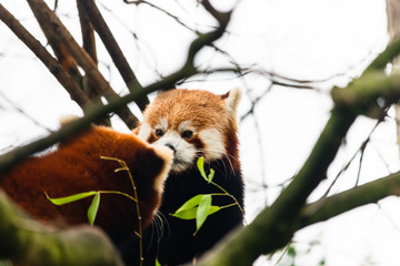 red panda in tree