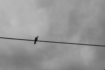 Bird perched on an electric wire with a sky background.