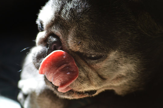 Perro negro raza carlino con lengua fuera