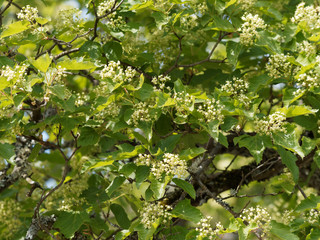 (Acer tartaricum) Érable de Tartarie ou érable du fleuve Amour aux panicules de fleurs blanc-crème, au feuillage dense, découpé vert brillant, plus clair au revers