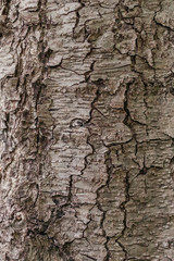 Brown tree bark