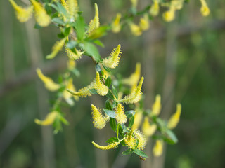 White Willow or Salix Alba blooms on a sunny day in springtime.