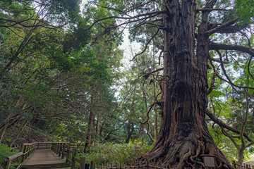 水戸 偕楽園 太郎杉