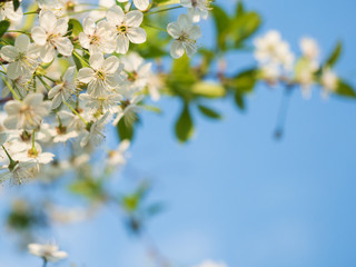 Blooming cherry on a background of blue sky, copyspace. Postcard