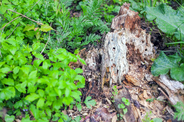 Burdock in the grass next to a rotten stump, texture, background