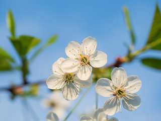 Blooming cherry on a background of blue sky