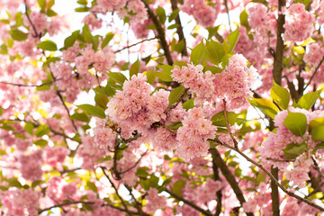 Spring pink blossom close-up